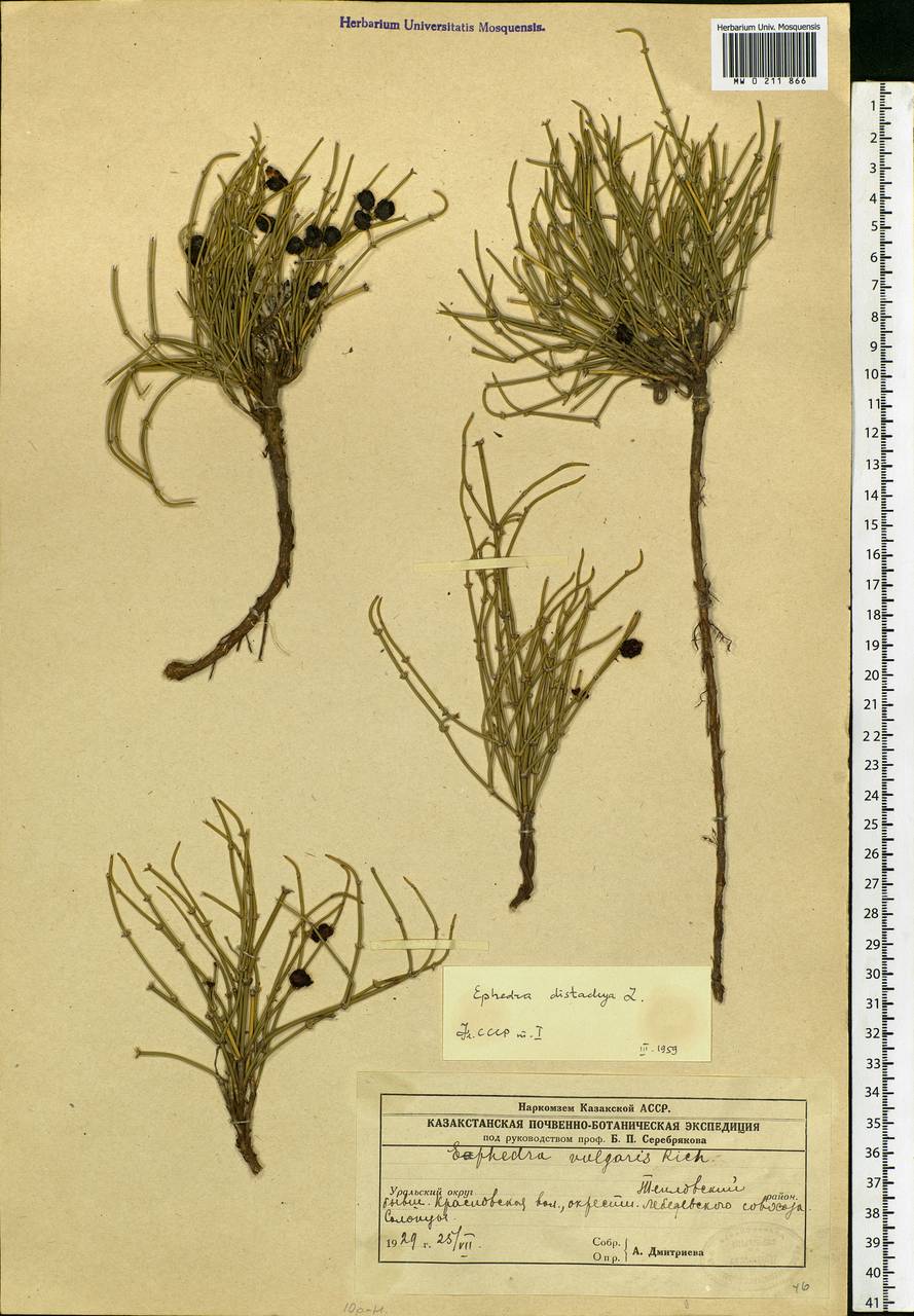 Ephedra distachya L., Eastern Europe, Eastern region (E10) (Russia)