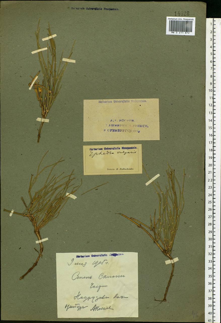 Ephedra distachya L., Eastern Europe, Eastern region (E10) (Russia)