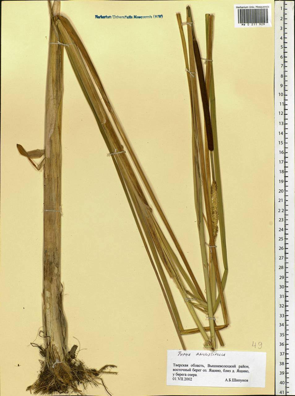 Typha angustifolia L., Eastern Europe, North-Western region (E2) (Russia)