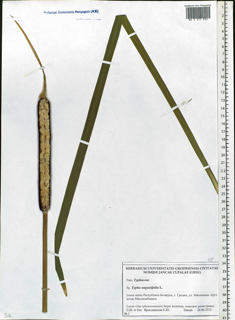Typha angustifolia L., Eastern Europe, Belarus (E3a) (Belarus)