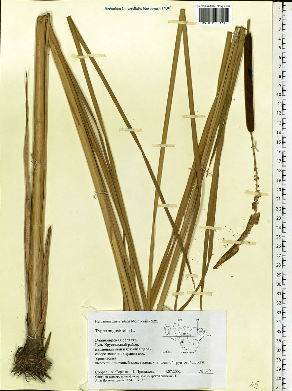 Typha angustifolia L., Eastern Europe, Central region (E4) (Russia)