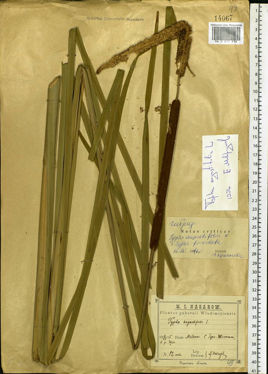 Typha angustifolia L., Eastern Europe, Central region (E4) (Russia)