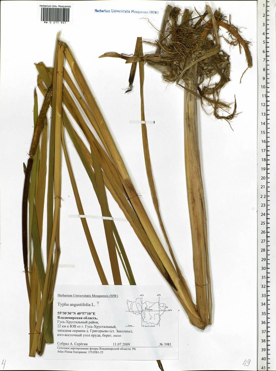 Typha angustifolia L., Eastern Europe, Central region (E4) (Russia)