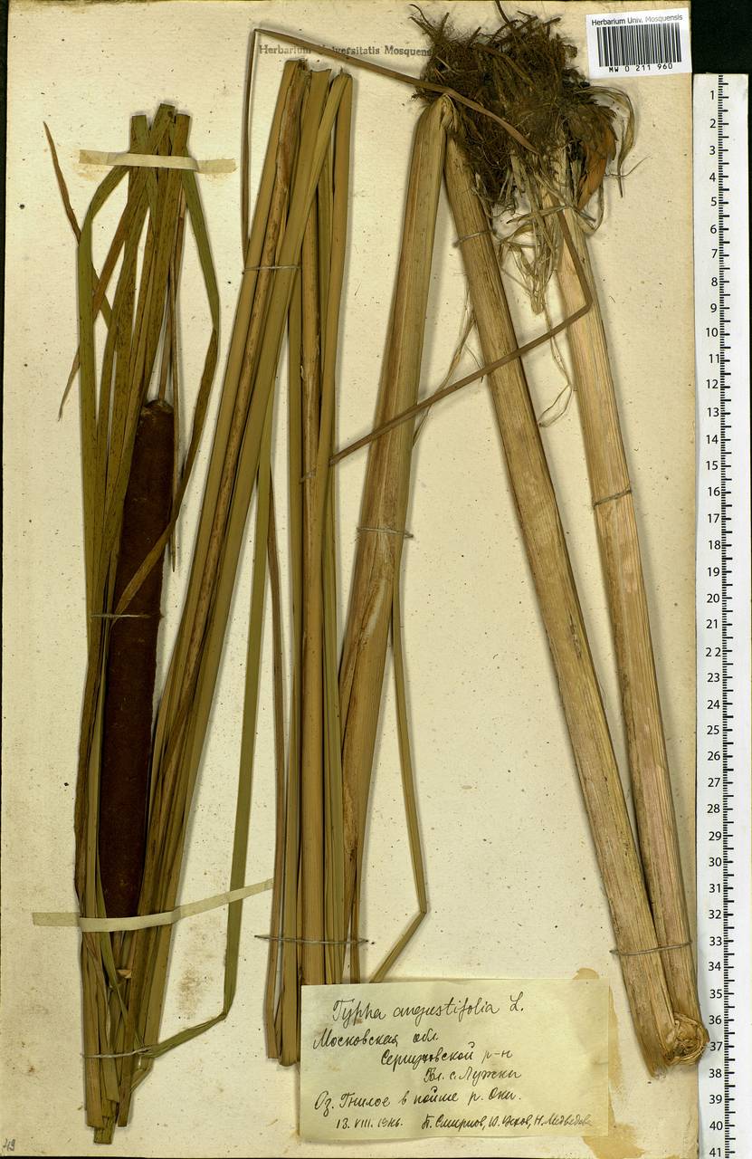 Typha angustifolia L., Eastern Europe, Moscow region (E4a) (Russia)