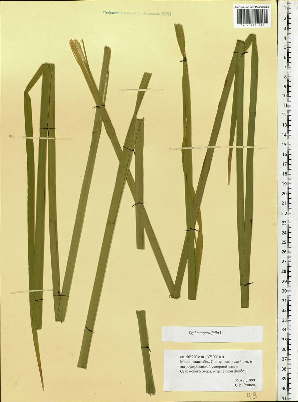 Typha angustifolia L., Eastern Europe, Moscow region (E4a) (Russia)