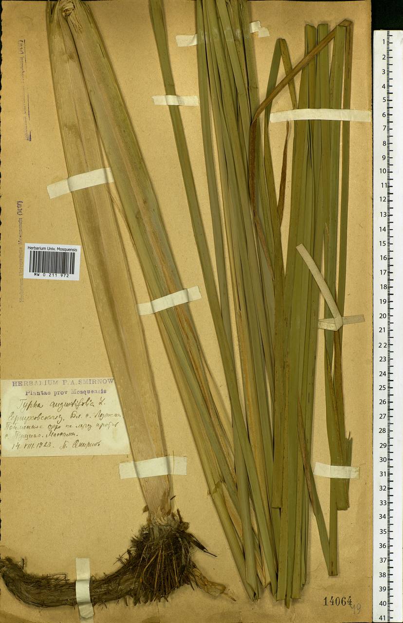 Typha angustifolia L., Eastern Europe, Moscow region (E4a) (Russia)