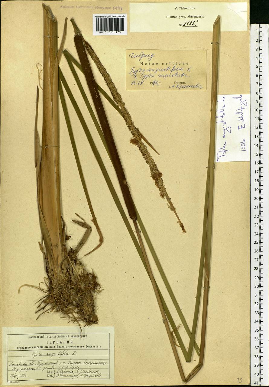 Typha angustifolia L., Eastern Europe, Moscow region (E4a) (Russia)