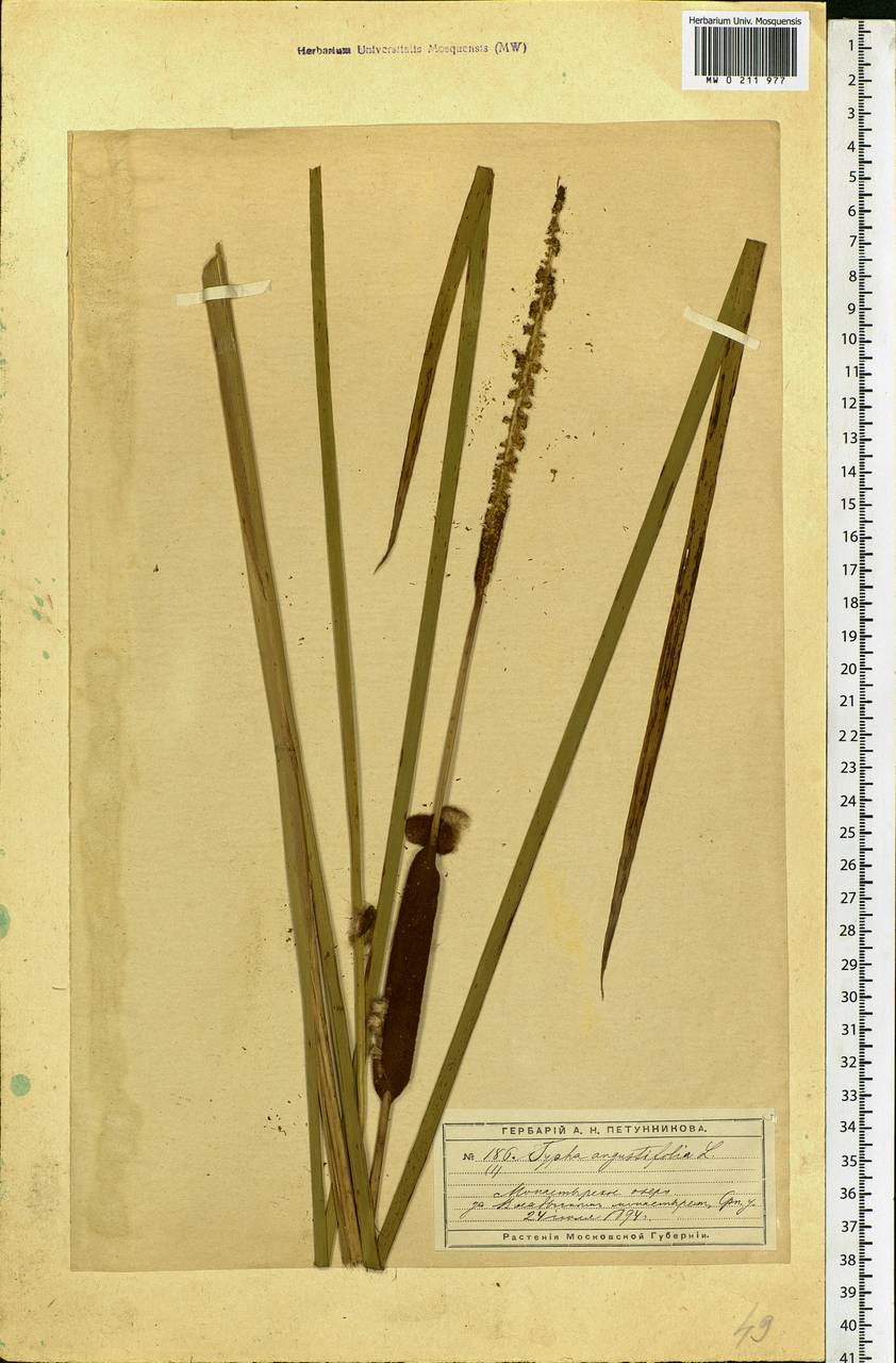 Typha angustifolia L., Eastern Europe, Moscow region (E4a) (Russia)