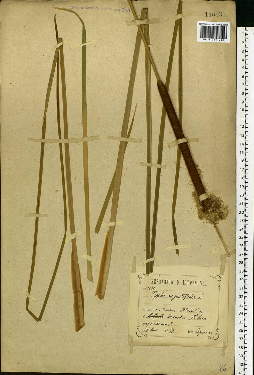 Typha angustifolia L., Eastern Europe, Central forest-and-steppe region (E6) (Russia)