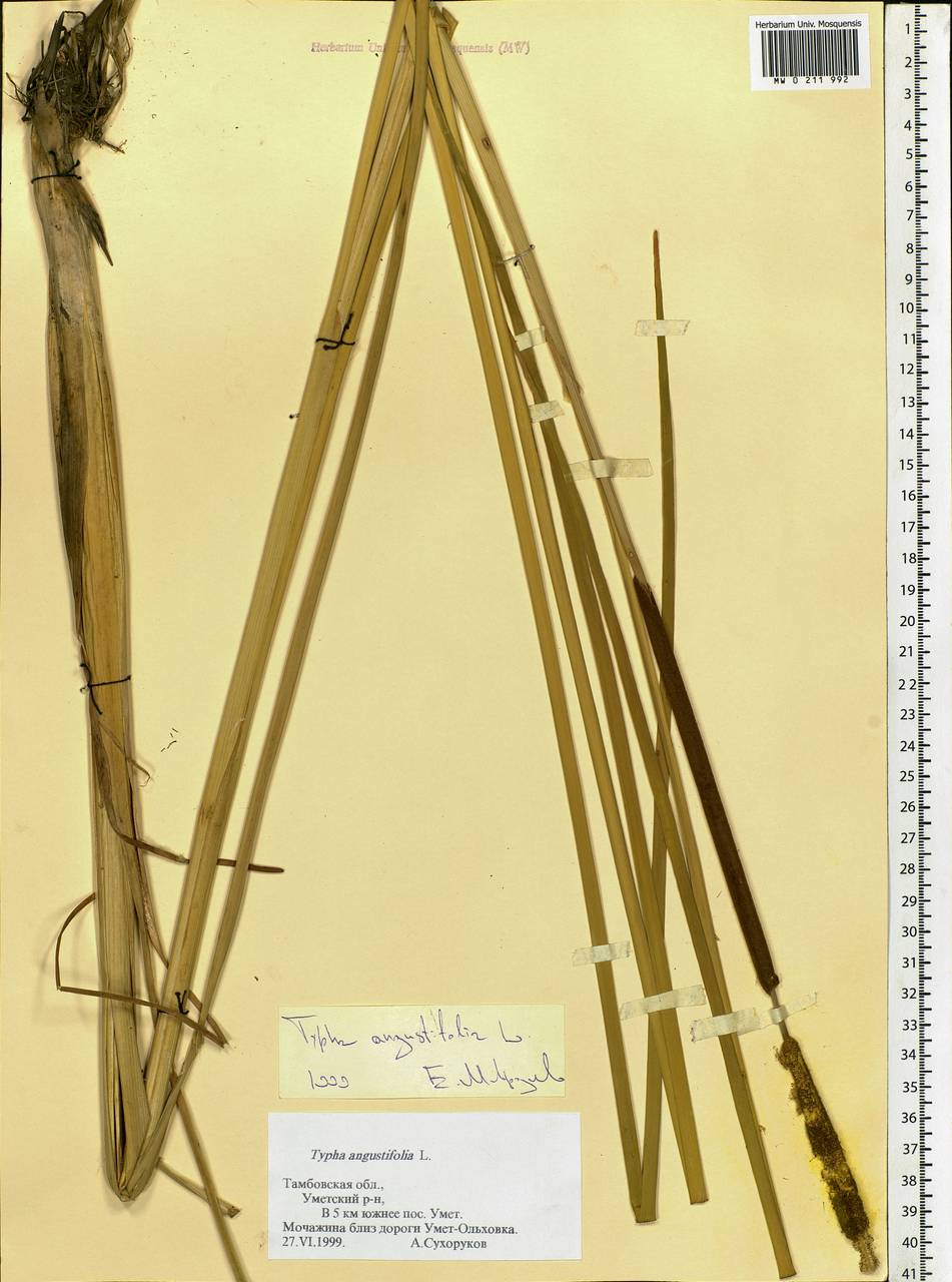 Typha angustifolia L., Eastern Europe, Central forest-and-steppe region (E6) (Russia)