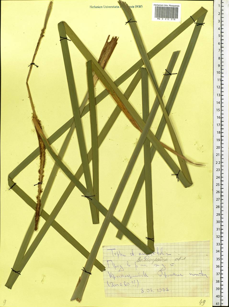 Typha angustifolia L., Eastern Europe, Lower Volga region (E9) (Russia)