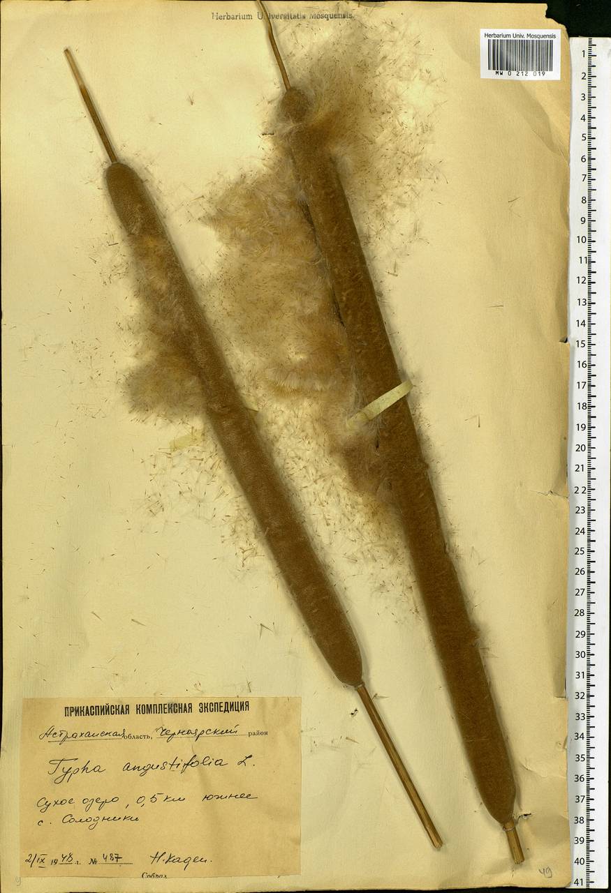 Typha angustifolia L., Eastern Europe, Lower Volga region (E9) (Russia)