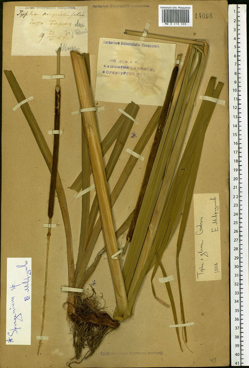 Typha angustifolia L., Eastern Europe, Eastern region (E10) (Russia)