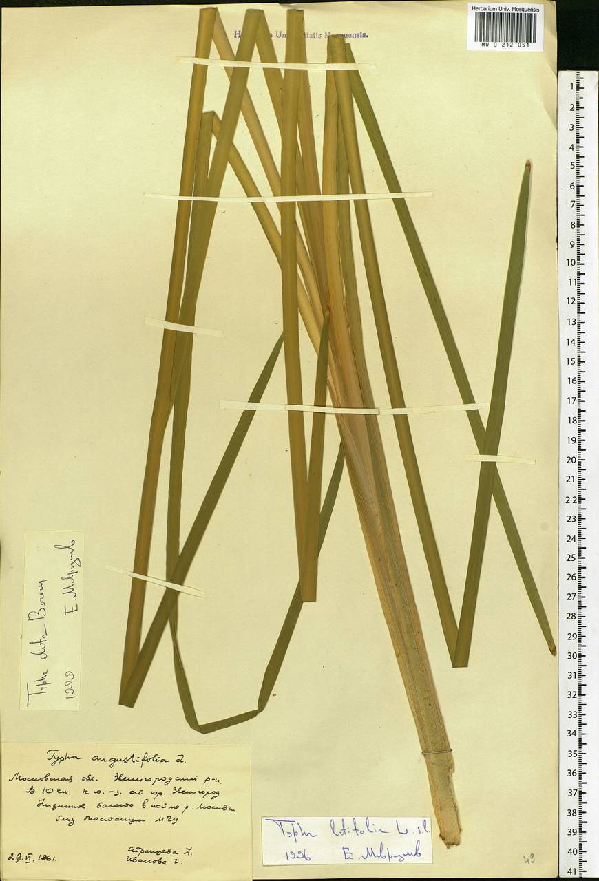 Typha glauca Godr., Eastern Europe, Moscow region (E4a) (Russia)