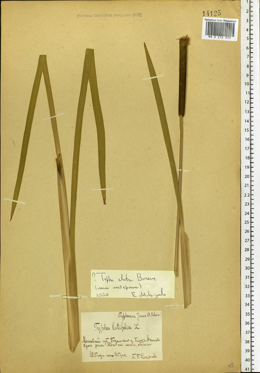 Typha glauca Godr., Eastern Europe, Moscow region (E4a) (Russia)