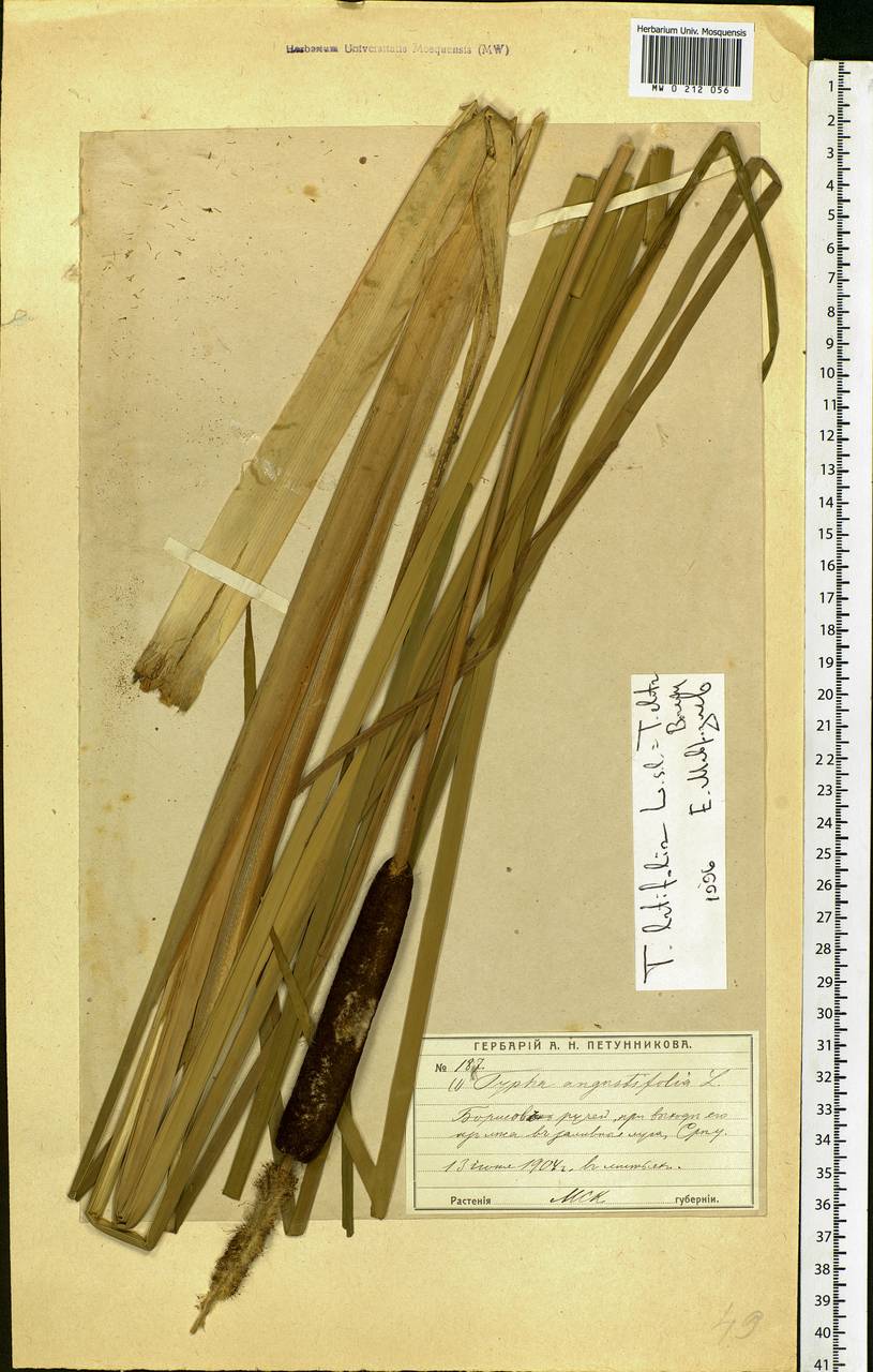 Typha glauca Godr., Eastern Europe, Moscow region (E4a) (Russia)