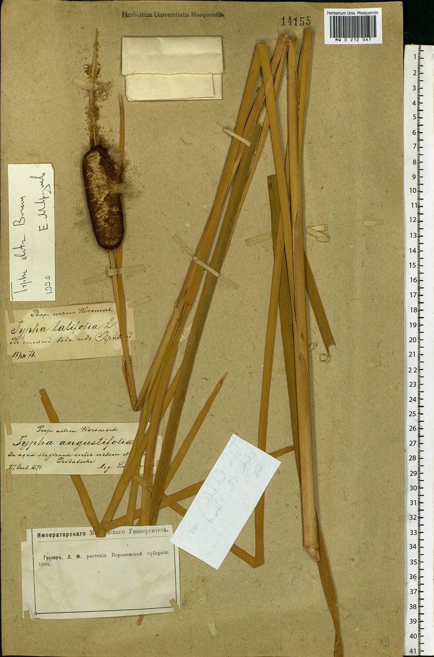 Typha glauca Godr., Eastern Europe, Central forest-and-steppe region (E6) (Russia)