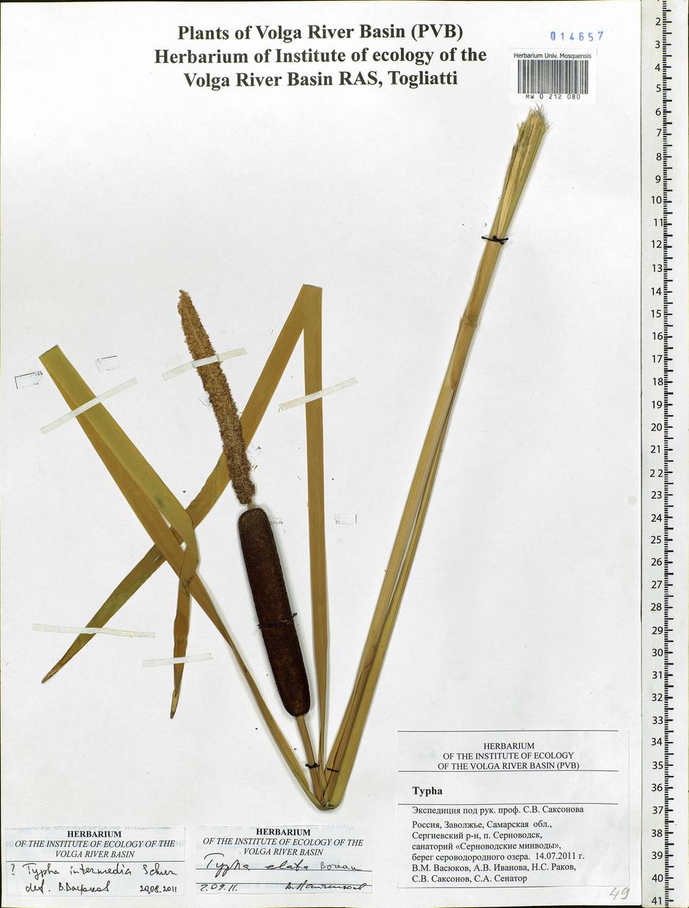 Typha glauca Godr., Eastern Europe, Middle Volga region (E8) (Russia)