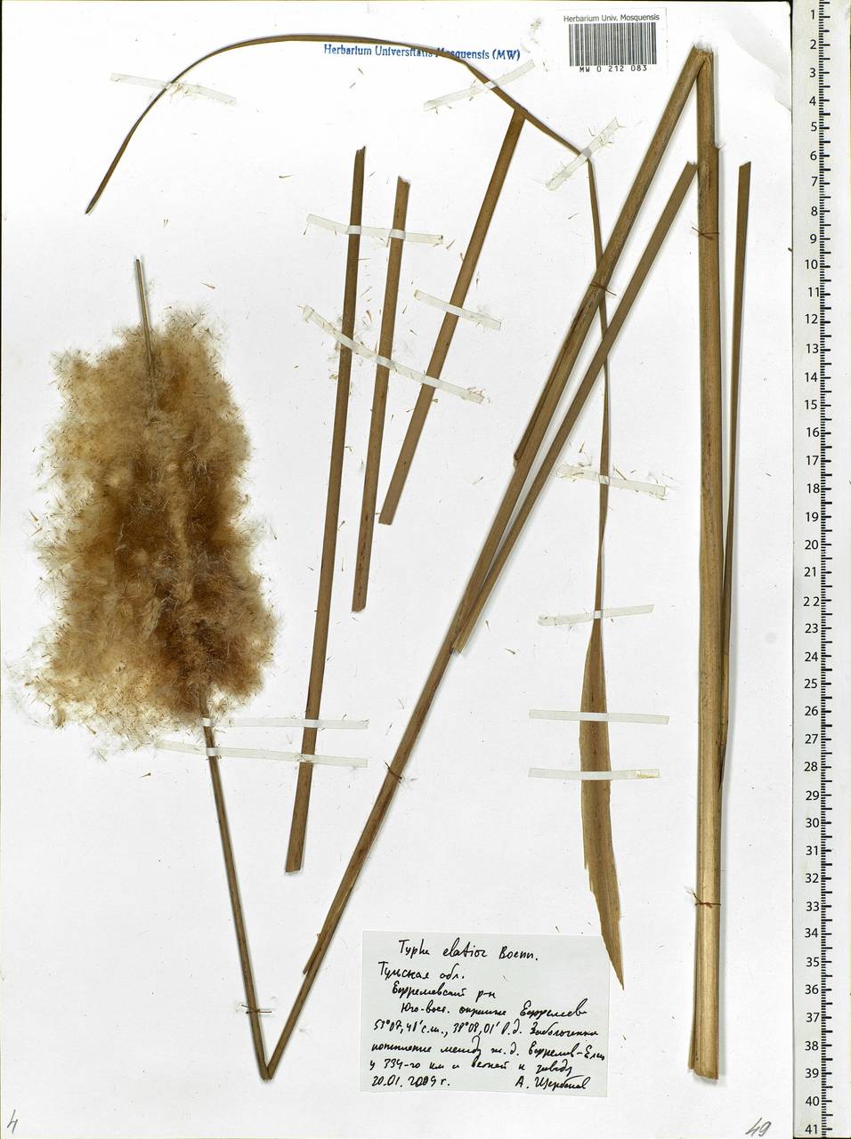 Typha angustifolia L., Eastern Europe, Central region (E4) (Russia)