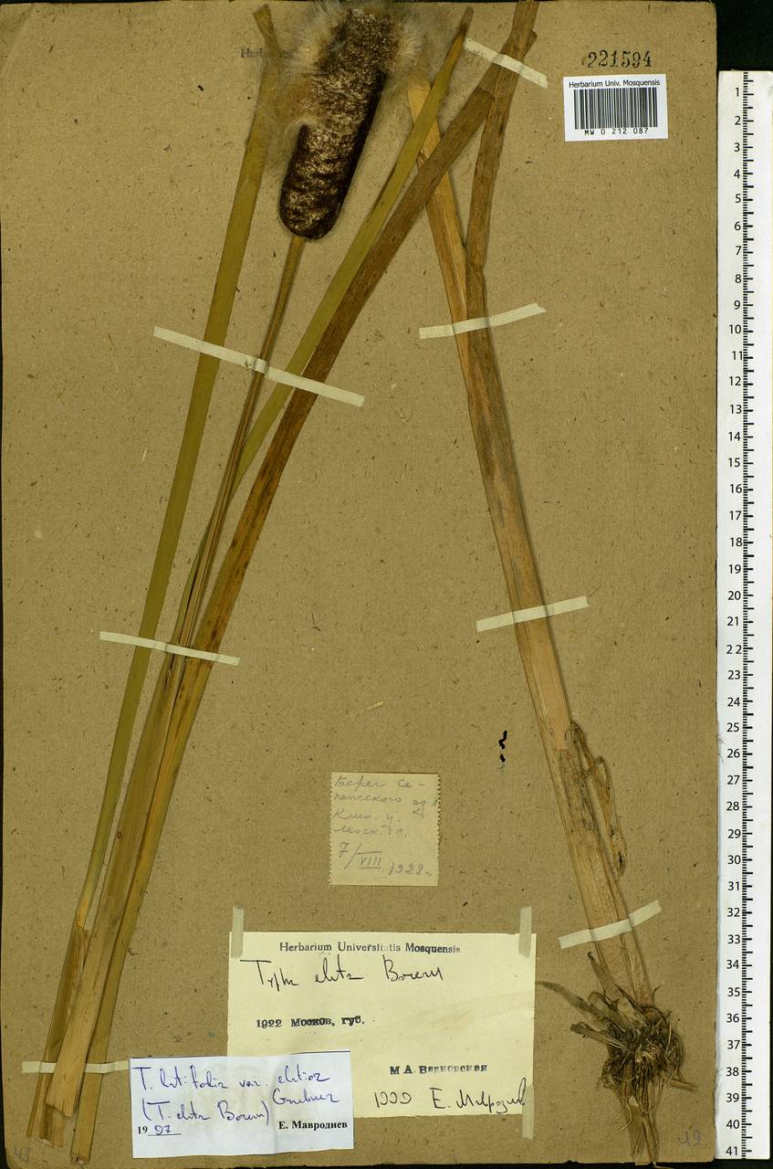 Typha angustifolia L., Eastern Europe, Moscow region (E4a) (Russia)