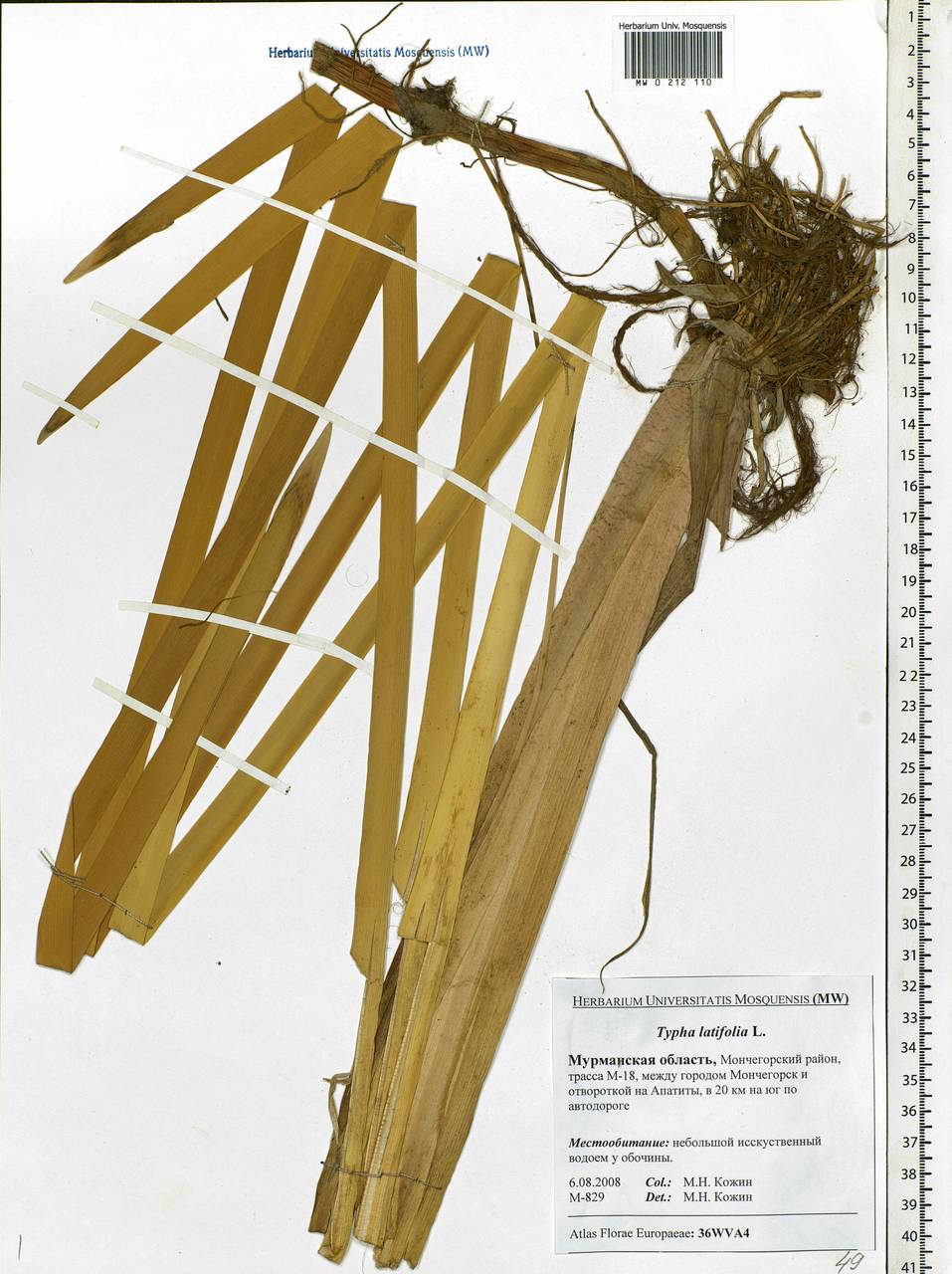 Typha latifolia L., Eastern Europe, Northern region (E1) (Russia)