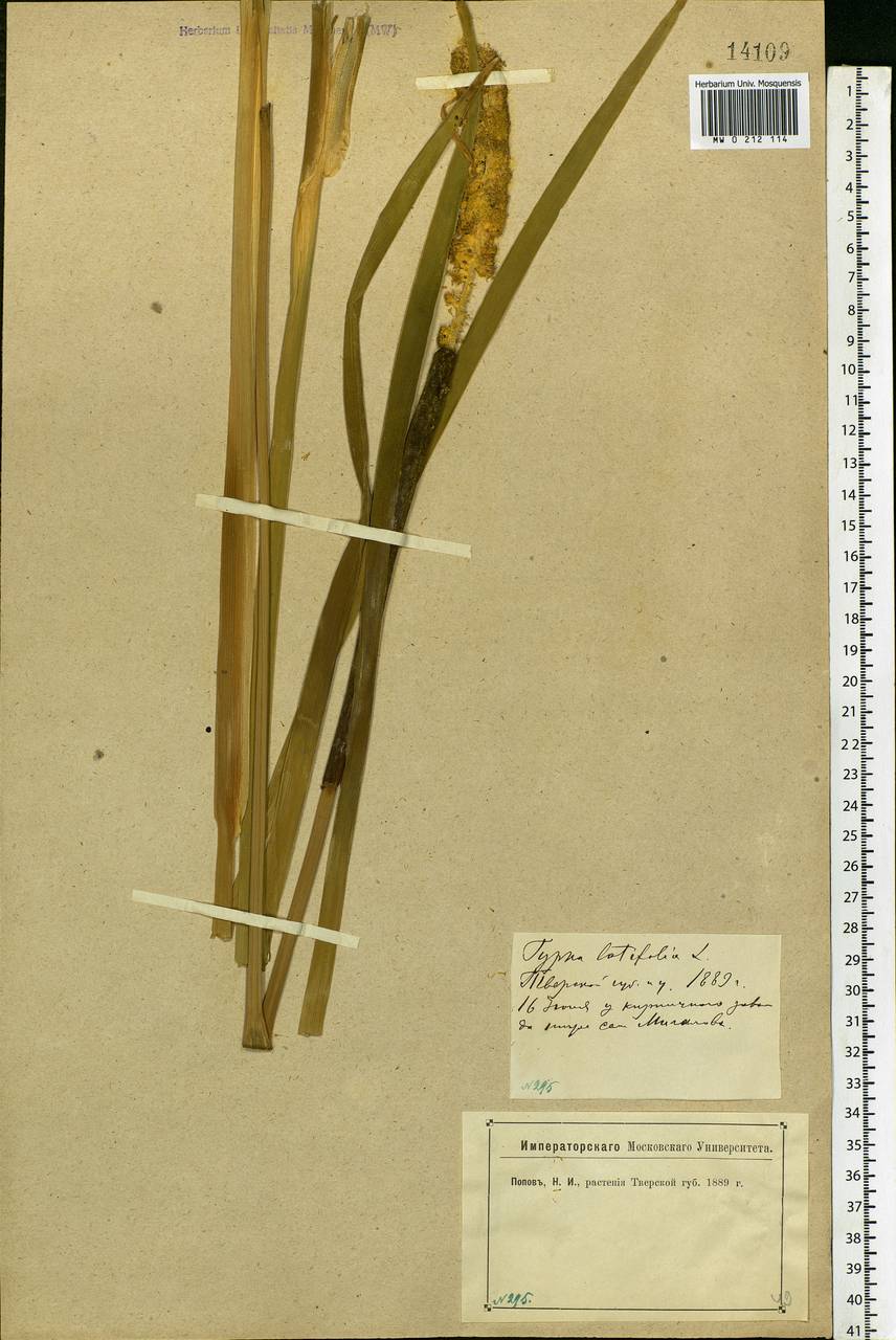 Typha latifolia L., Eastern Europe, North-Western region (E2) (Russia)