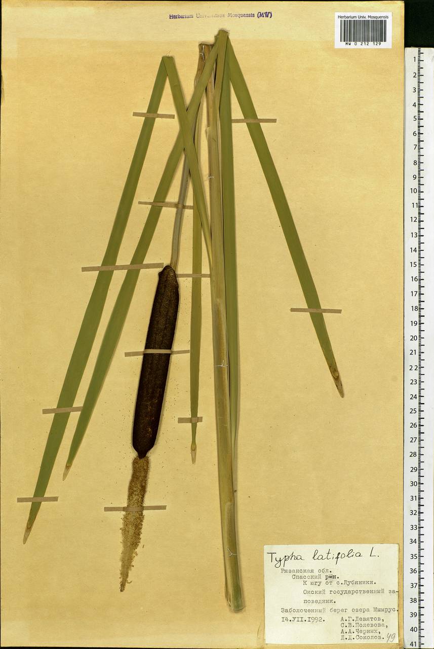 Typha latifolia L., Eastern Europe, Central region (E4) (Russia)