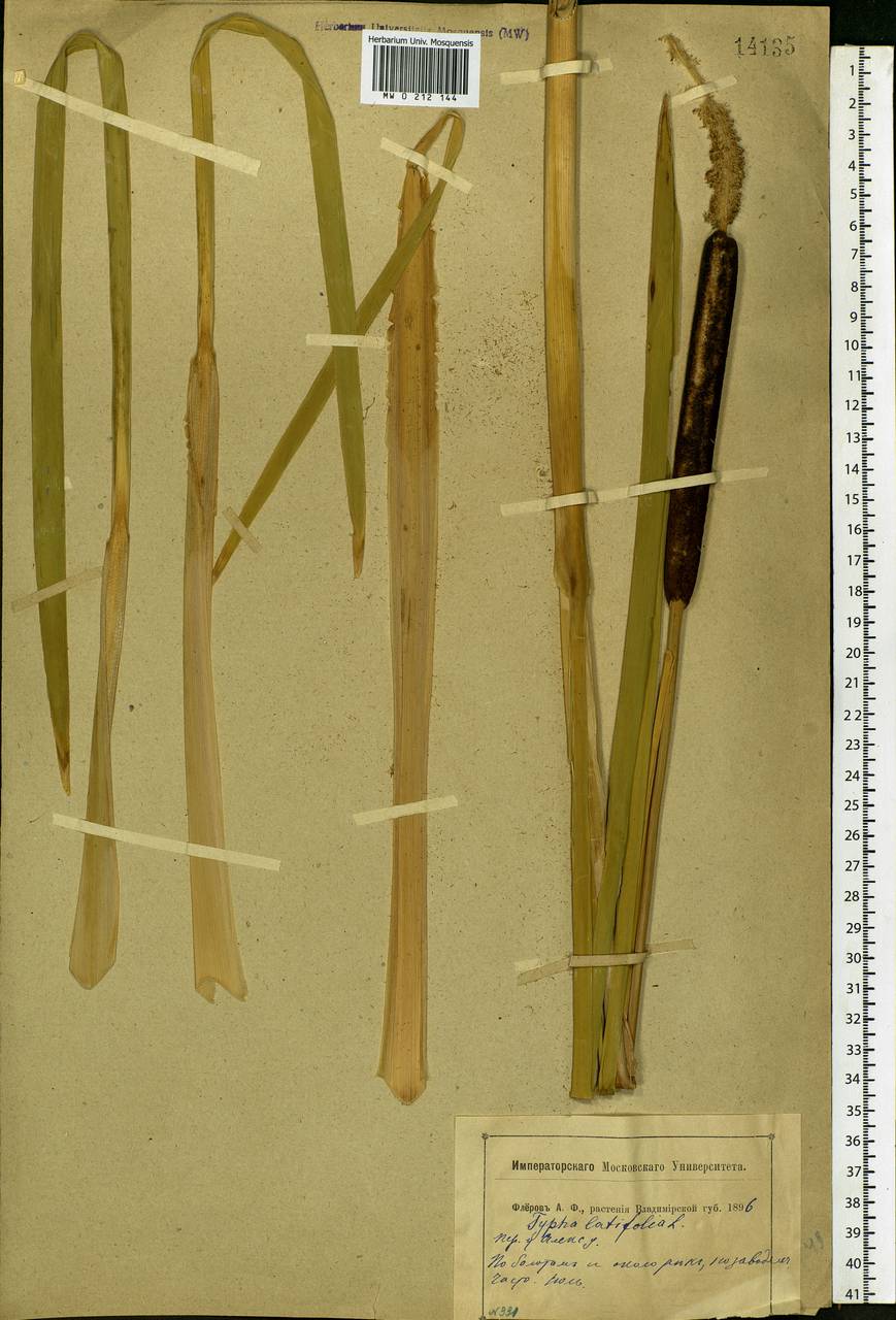 Typha latifolia L., Eastern Europe, Central region (E4) (Russia)