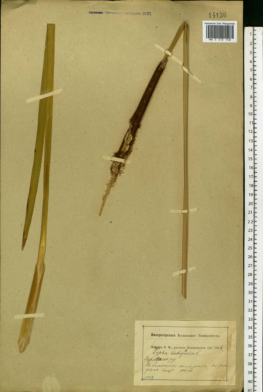 Typha latifolia L., Eastern Europe, Central region (E4) (Russia)