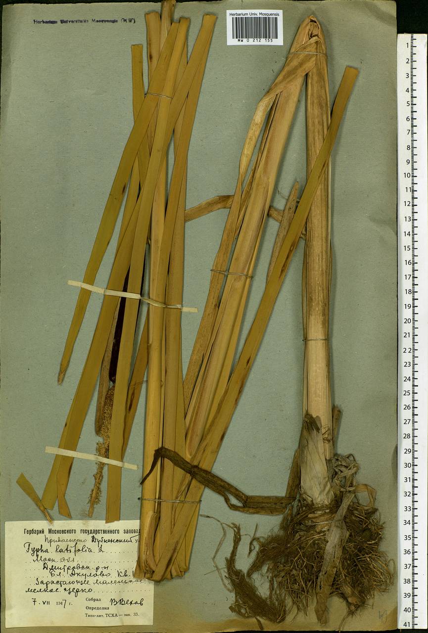 Typha latifolia L., Eastern Europe, Moscow region (E4a) (Russia)