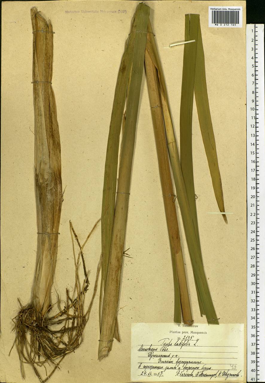 Typha latifolia L., Eastern Europe, Moscow region (E4a) (Russia)