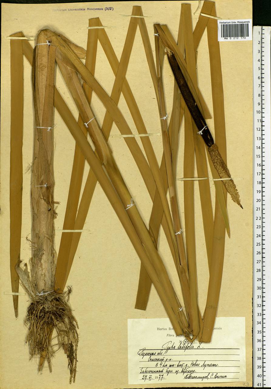 Typha latifolia L., Eastern Europe, Central region (E4) (Russia)