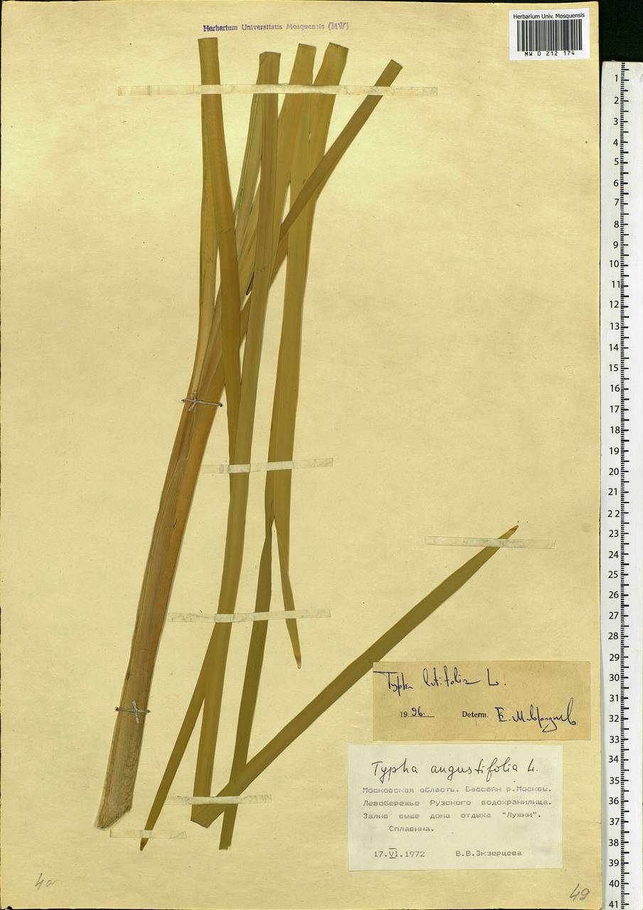 Typha latifolia L., Eastern Europe, Moscow region (E4a) (Russia)