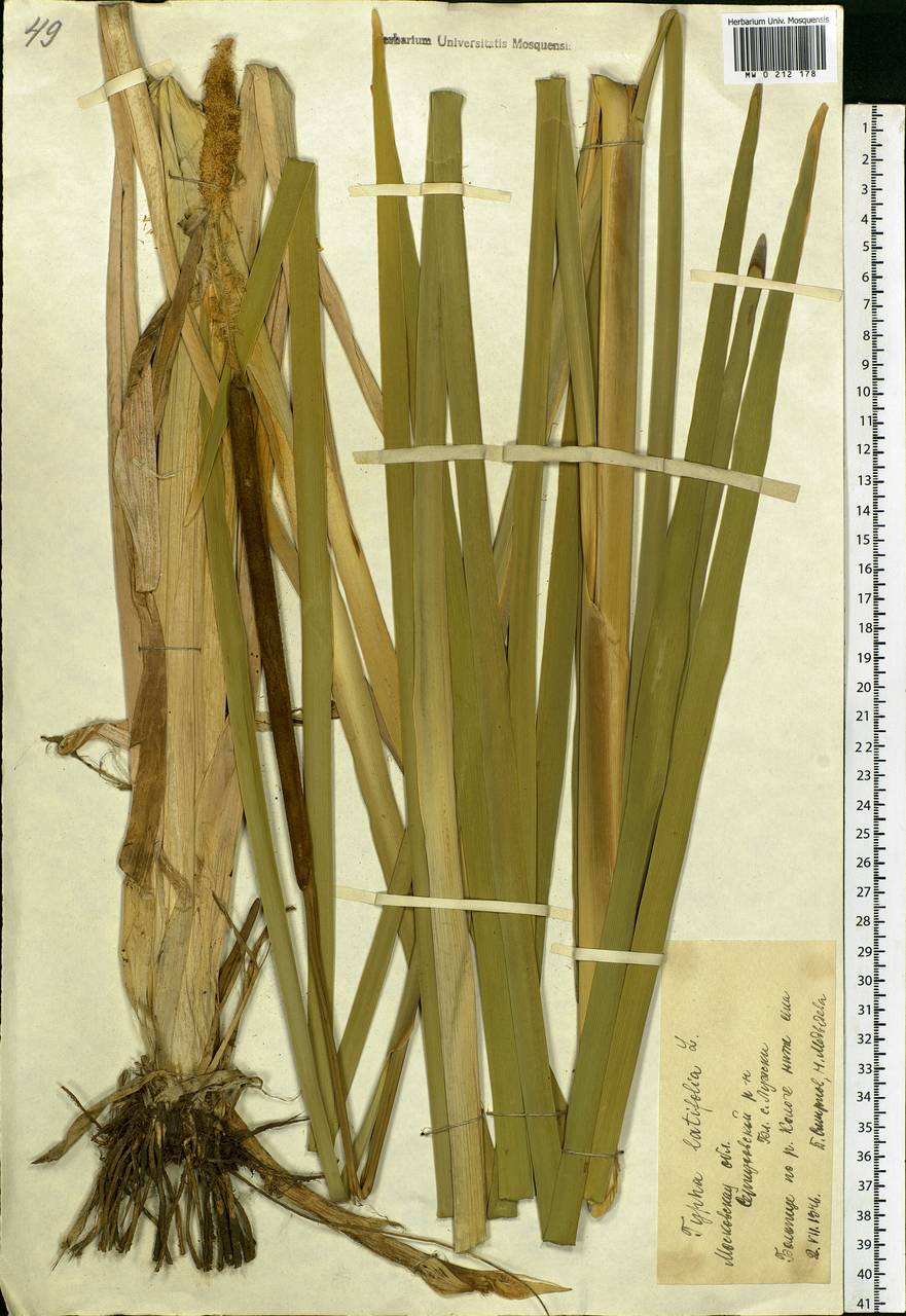 Typha latifolia L., Eastern Europe, Moscow region (E4a) (Russia)