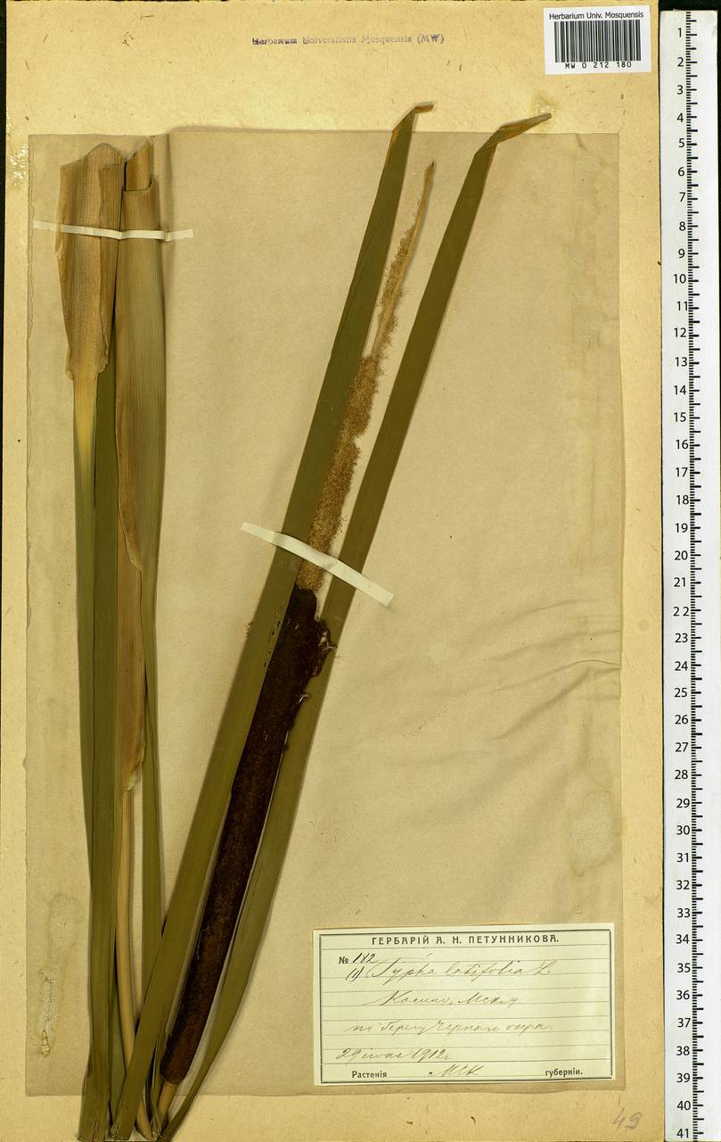 Typha latifolia L., Eastern Europe, Moscow region (E4a) (Russia)