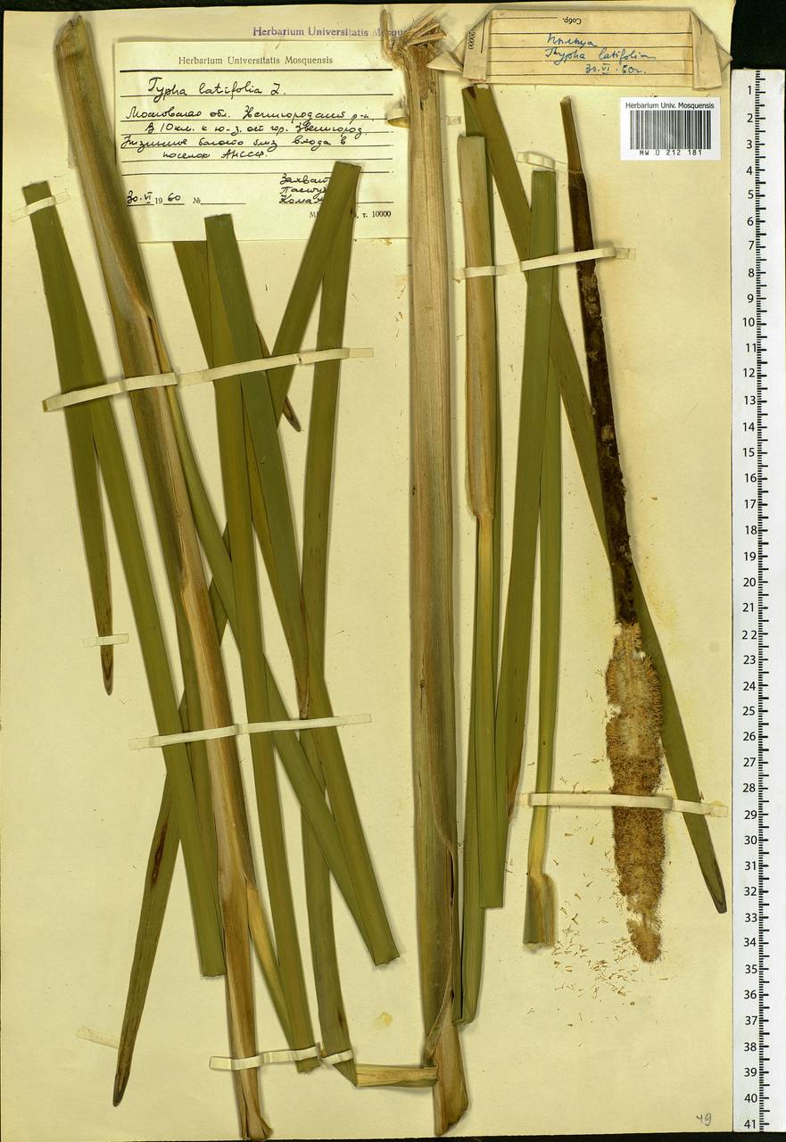 Typha latifolia L., Eastern Europe, Moscow region (E4a) (Russia)