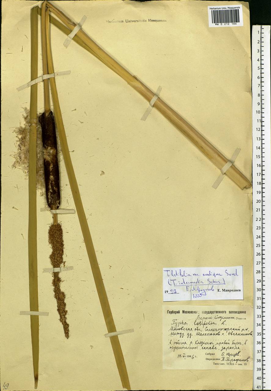 Typha latifolia L., Eastern Europe, Moscow region (E4a) (Russia)