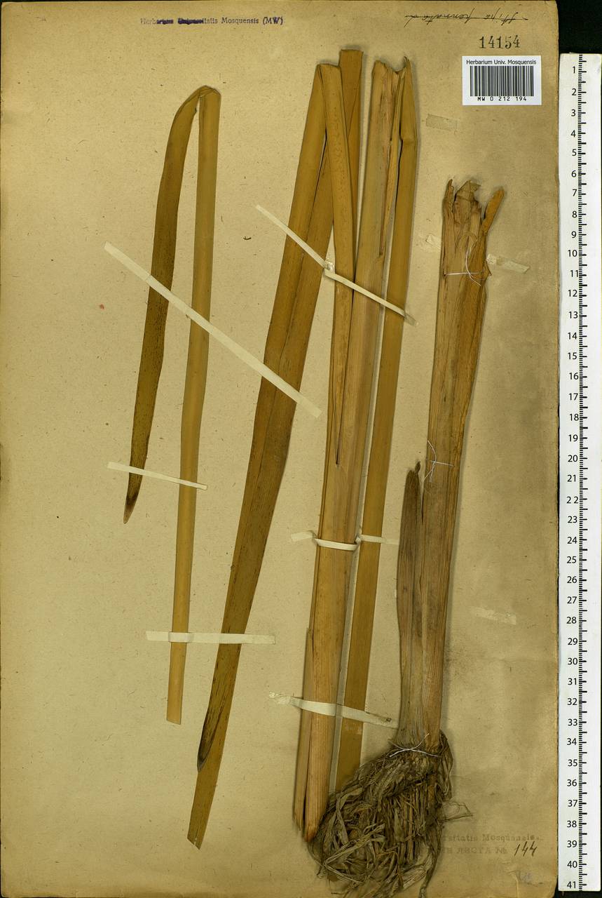 Typha latifolia L., Eastern Europe, Central forest region (E5) (Russia)