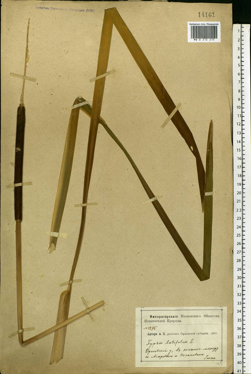 Typha latifolia L., Eastern Europe, Central forest-and-steppe region (E6) (Russia)