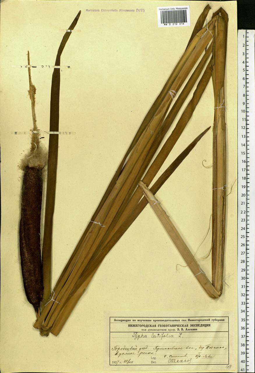 Typha latifolia L., Eastern Europe, Volga-Kama region (E7) (Russia)