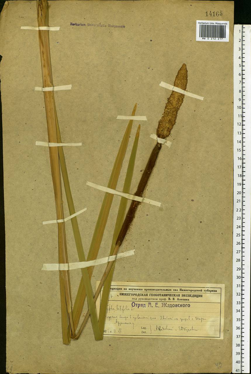 Typha latifolia L., Eastern Europe, Volga-Kama region (E7) (Russia)