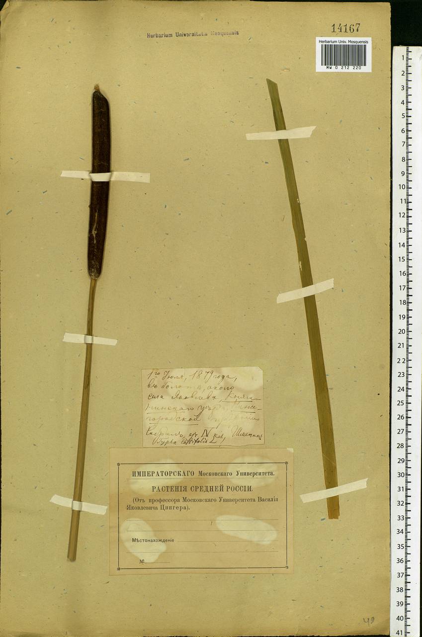 Typha latifolia L., Eastern Europe, Volga-Kama region (E7) (Russia)