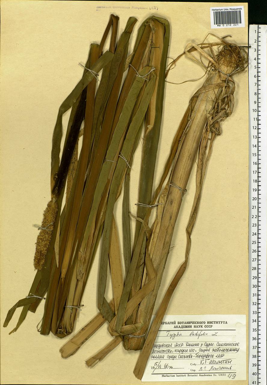 Typha latifolia L., Eastern Europe, Middle Volga region (E8) (Russia)