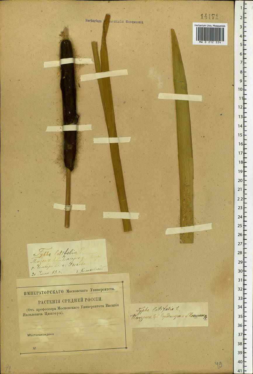 Typha latifolia L., Eastern Europe, Middle Volga region (E8) (Russia)