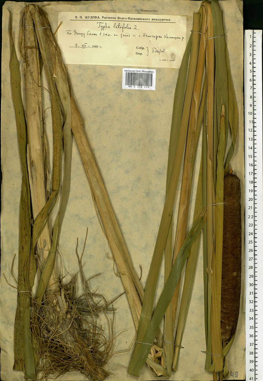 Typha latifolia L., Eastern Europe, Lower Volga region (E9) (Russia)