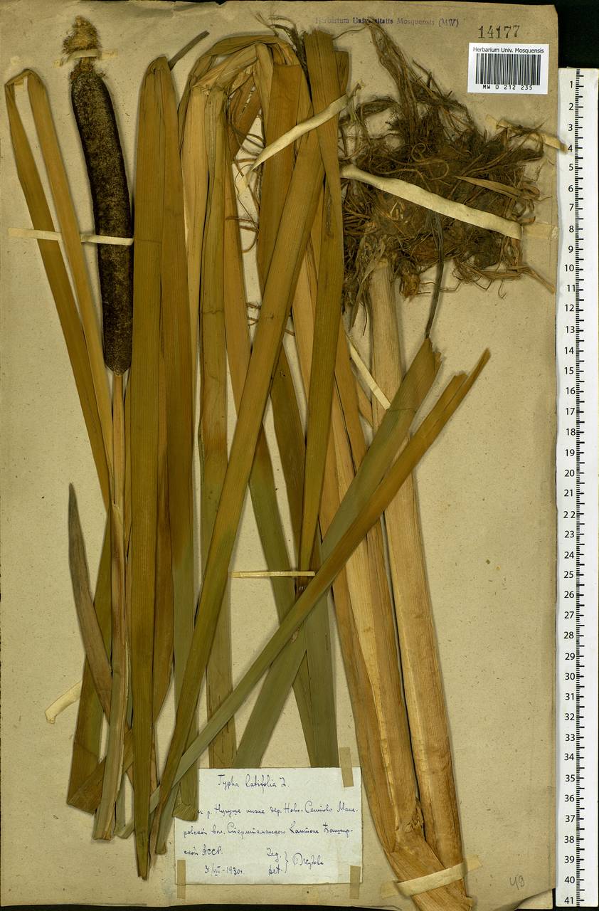 Typha latifolia L., Eastern Europe, Eastern region (E10) (Russia)