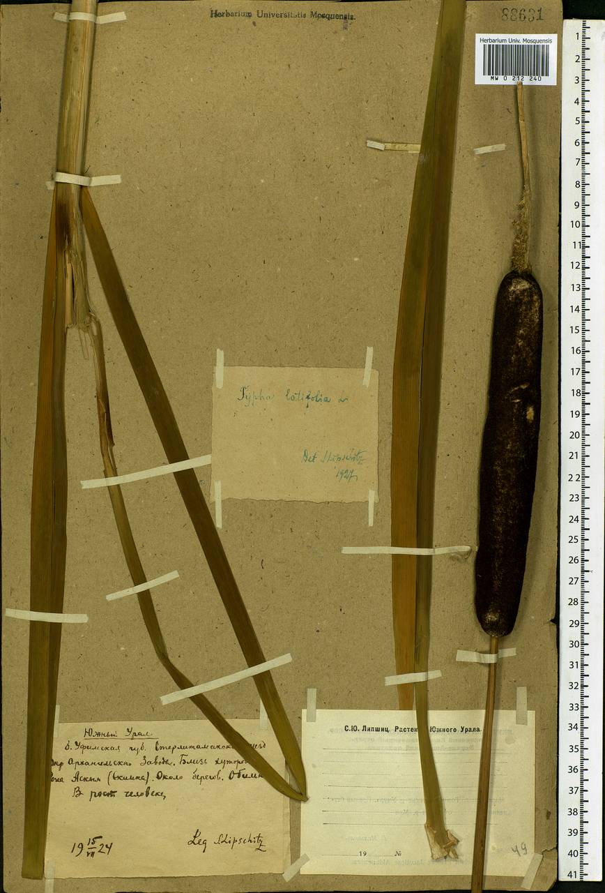 Typha latifolia L., Eastern Europe, Eastern region (E10) (Russia)