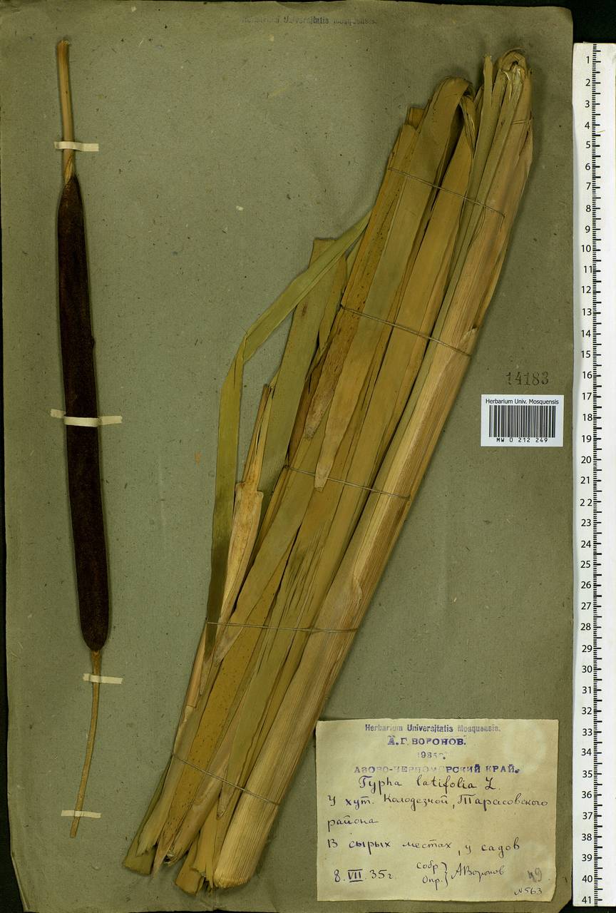 Typha latifolia L., Eastern Europe, Rostov Oblast (E12a) (Russia)