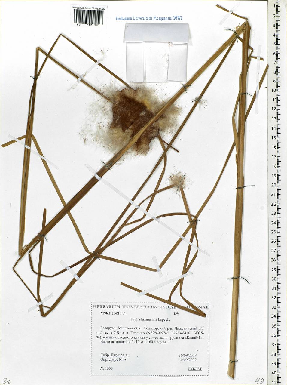 Typha laxmannii Lepech., Eastern Europe, Belarus (E3a) (Belarus)
