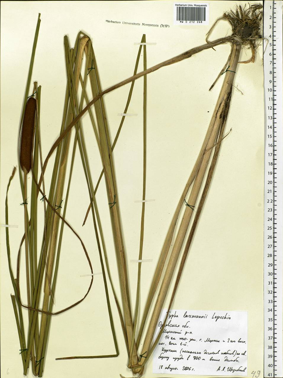 Typha laxmannii Lepech., Eastern Europe, Central forest-and-steppe region (E6) (Russia)